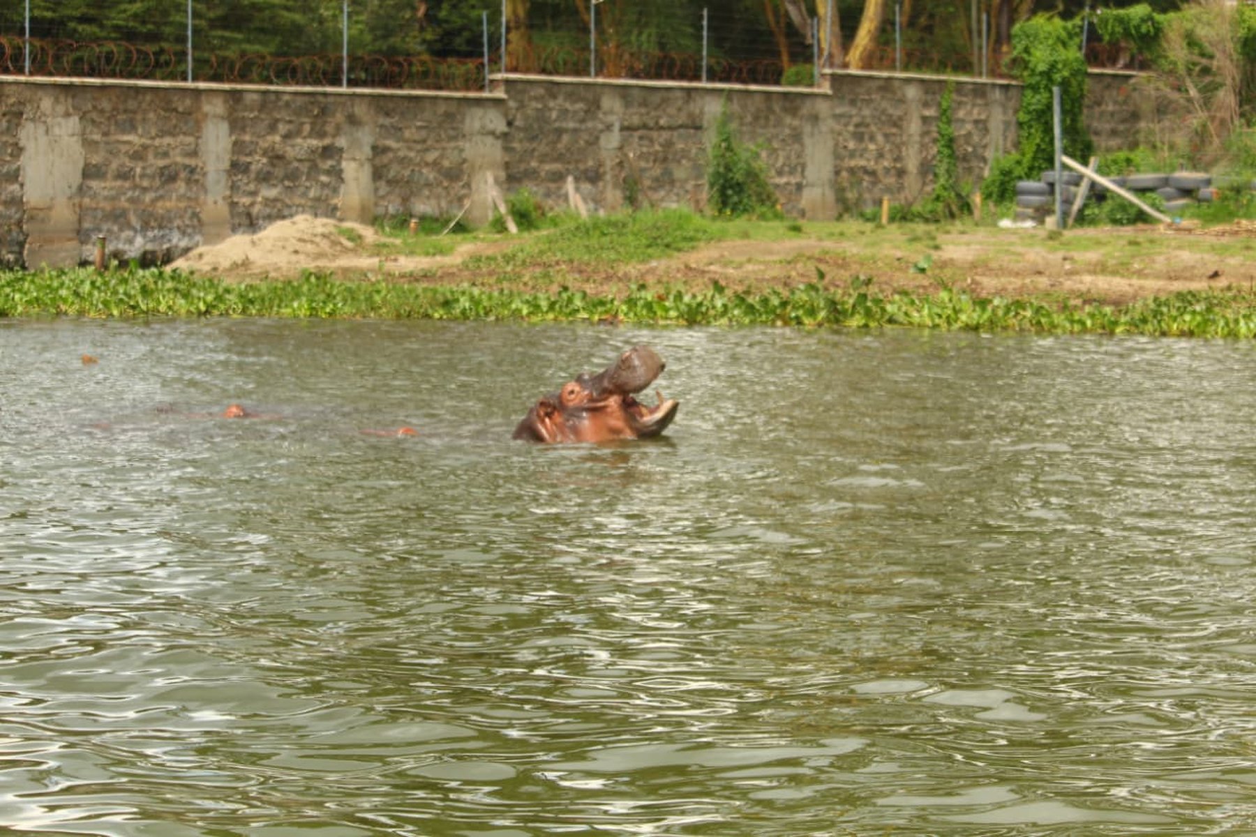 Hippo surfacing on Lake Naivasha