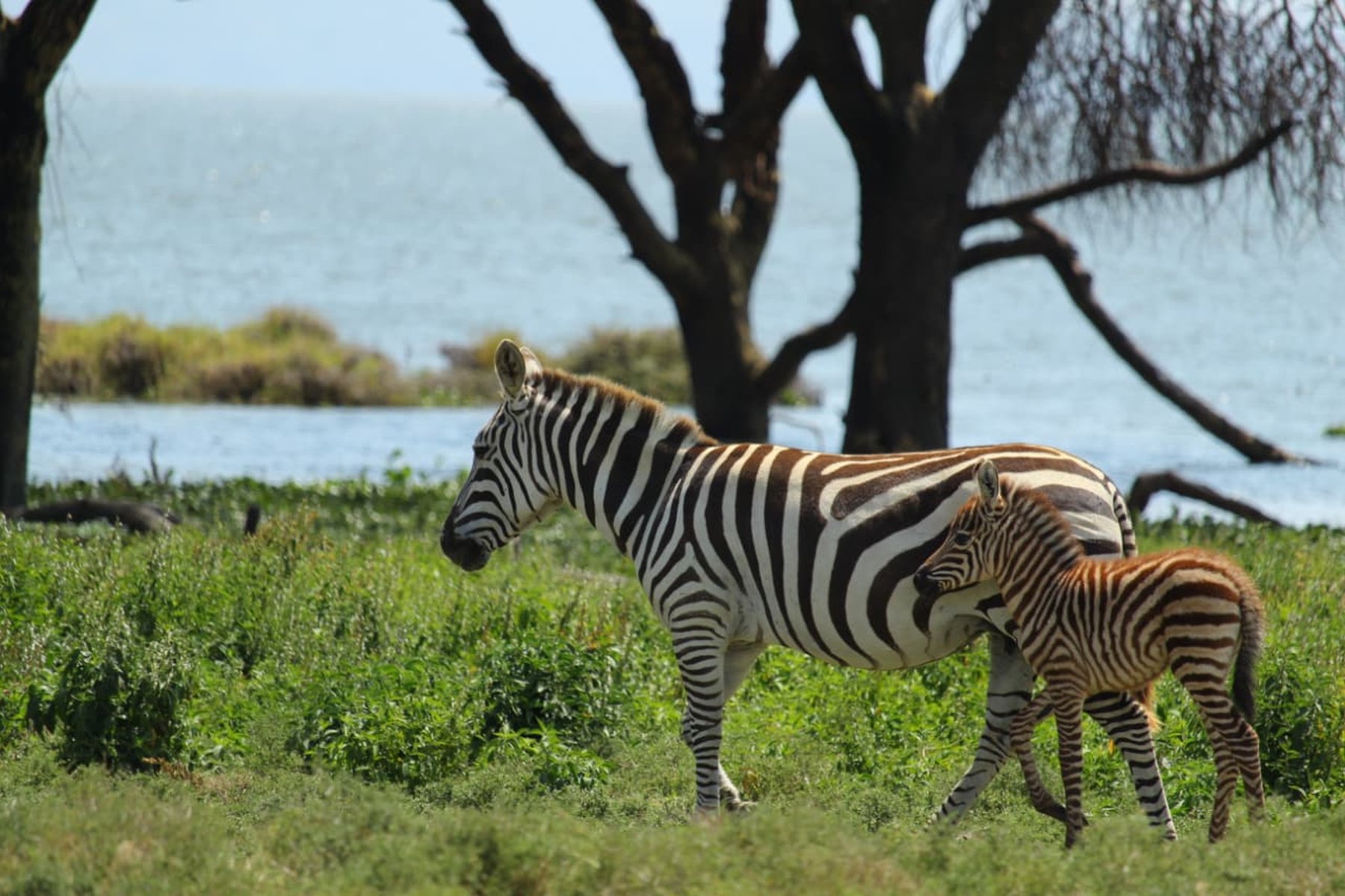 Zebra mare and foal at Lake Naivasha