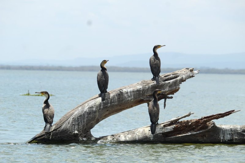 Naivasha trip moment