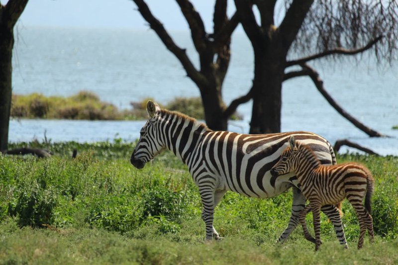 Naivasha trip moment