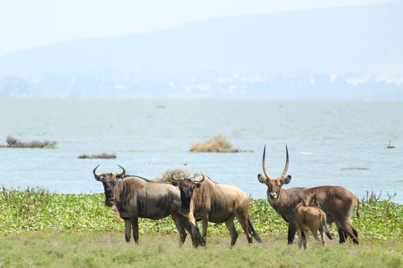 Naivasha trip moment