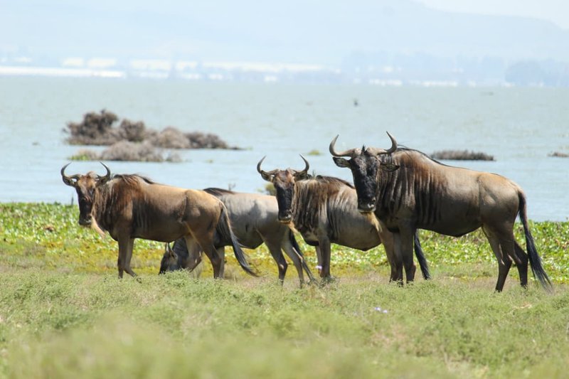 Naivasha trip moment